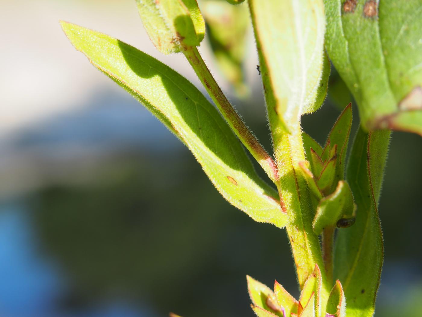Loosestrife, Purple leaf
